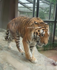 王子動物園　トラ
