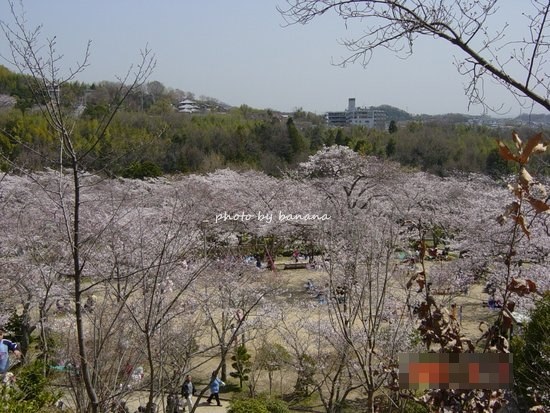 摂津峡公園　お花見3