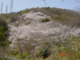摂津峡公園　お花見