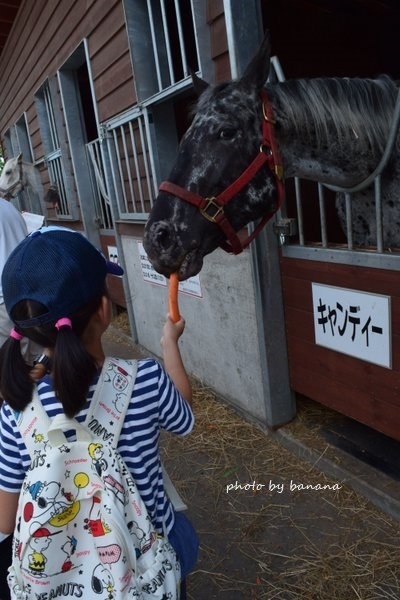 帯広ばんえい競馬　北海道子供と旅行記ブログ