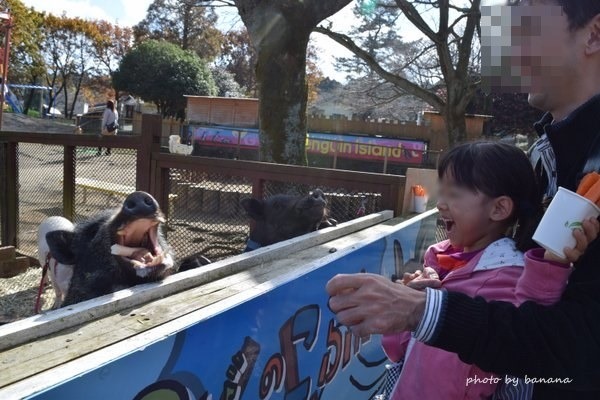 熊本観光　阿蘇カドリードミニオン　動物ふれあい豚