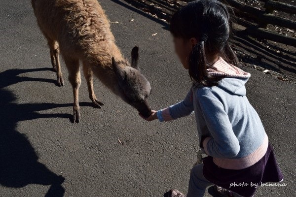 くじゅう自然動物園　阿蘇子ども動物触れ合い