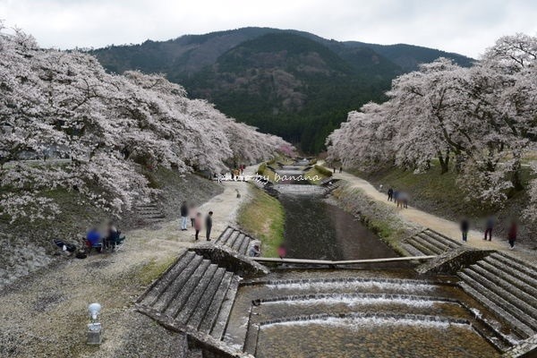甲賀市鮎河うぐい川千本桜　さくらまつり