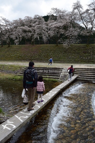 うぐい川（鮎河）千本桜お花見　混雑