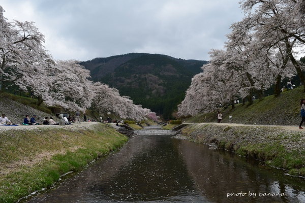 うぐい川（鮎河）千本桜満開お花見