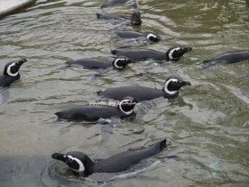 姫路市立動物園　ペンギン